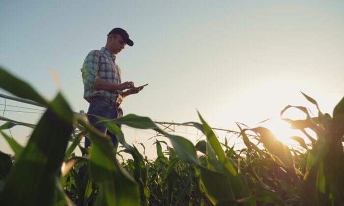 Modern farmer using the best techniques for a good corn crop. (DedovStock/Shutterstock)