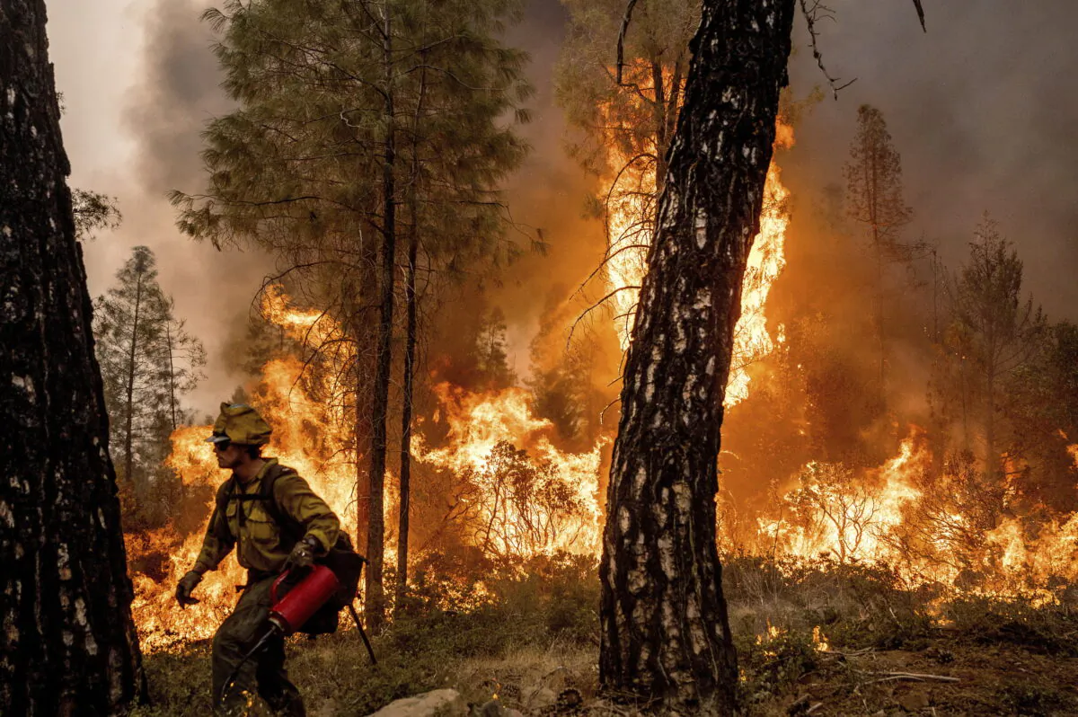 Firefighter Davis Sommer lights a backfire to burn off vegetation while battling the Mosquito Fire in the Volcanoville community of El Dorado County, Calif., on Sept. 9, 2022. (Noah Berger/AP Photo)