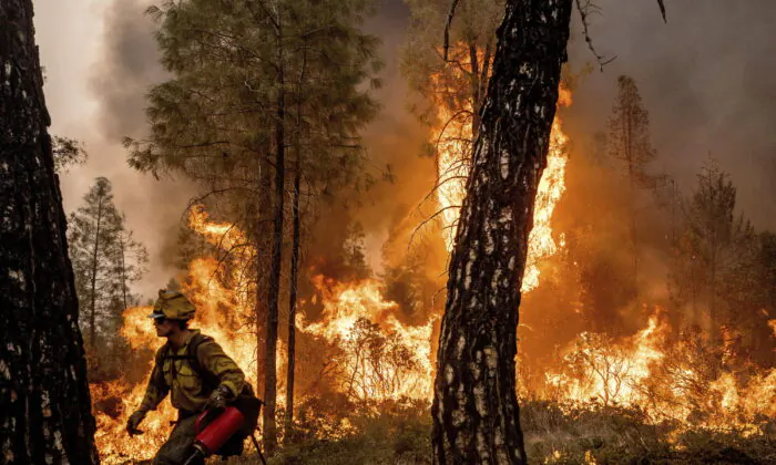 Firefighter Davis Sommer lights a backfire to burn off vegetation while battling the Mosquito Fire in the Volcanoville community of El Dorado County, Calif., on Sept. 9, 2022. (Noah Berger/AP Photo)