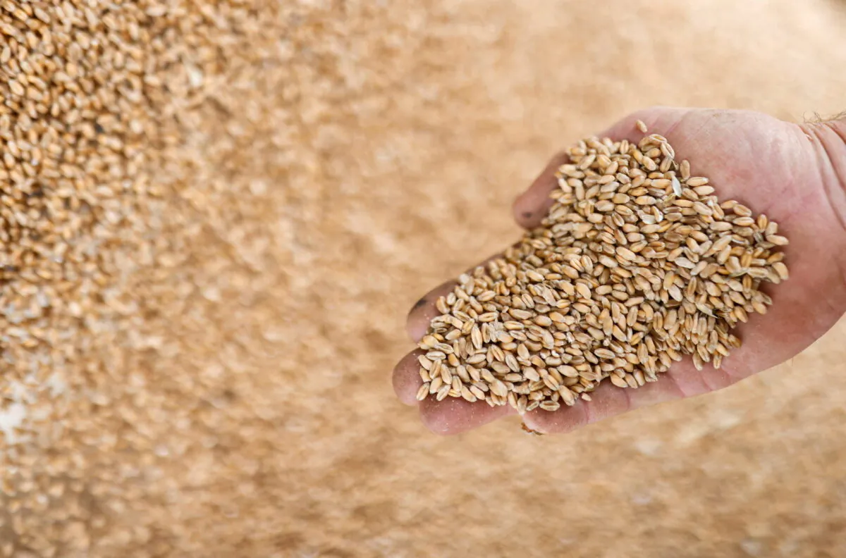 Grains of wheat in Vieillevigne near Nantes, France, on Aug. 24, 2021. (Stephane Mahe/Reuters)