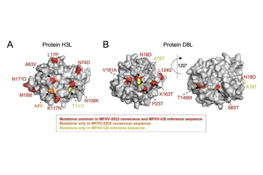 A joint study by the HKUST and the University of Melbourne in Australia found that vaccination against smallpox produced a strong immune response against the monkeypox virus. (Courtesy of HKUST)