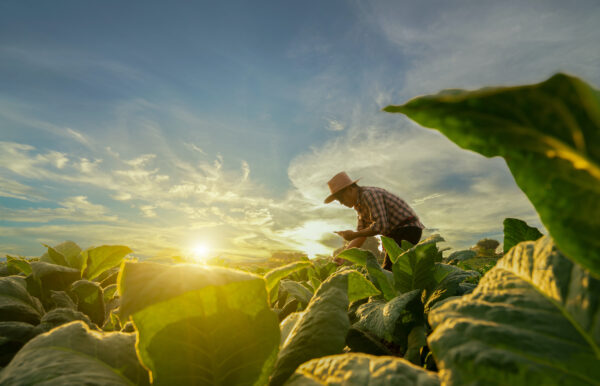 Regenerative Agriculture for Health and Sustainability