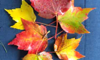 In Search of Autumn Color