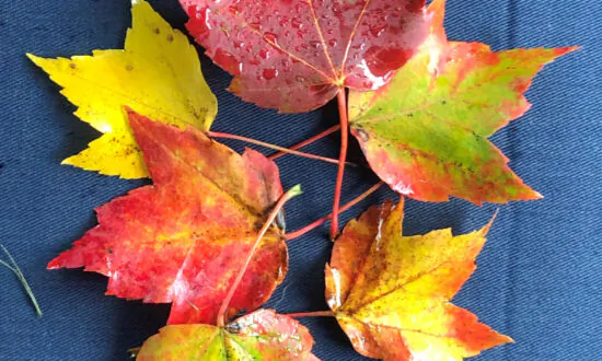 In Search of Autumn Color