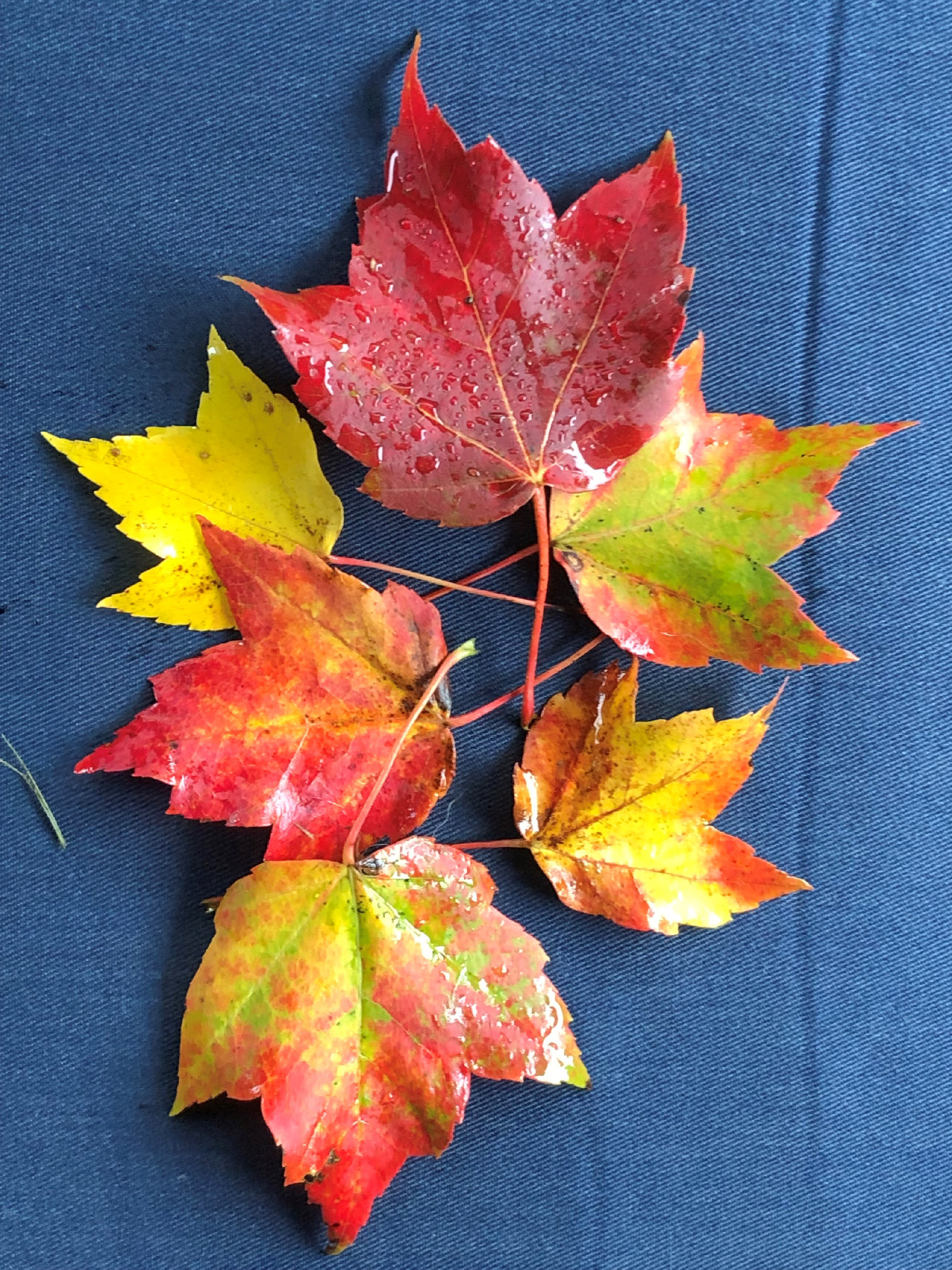 In Search of Autumn Color - Vimarsana News