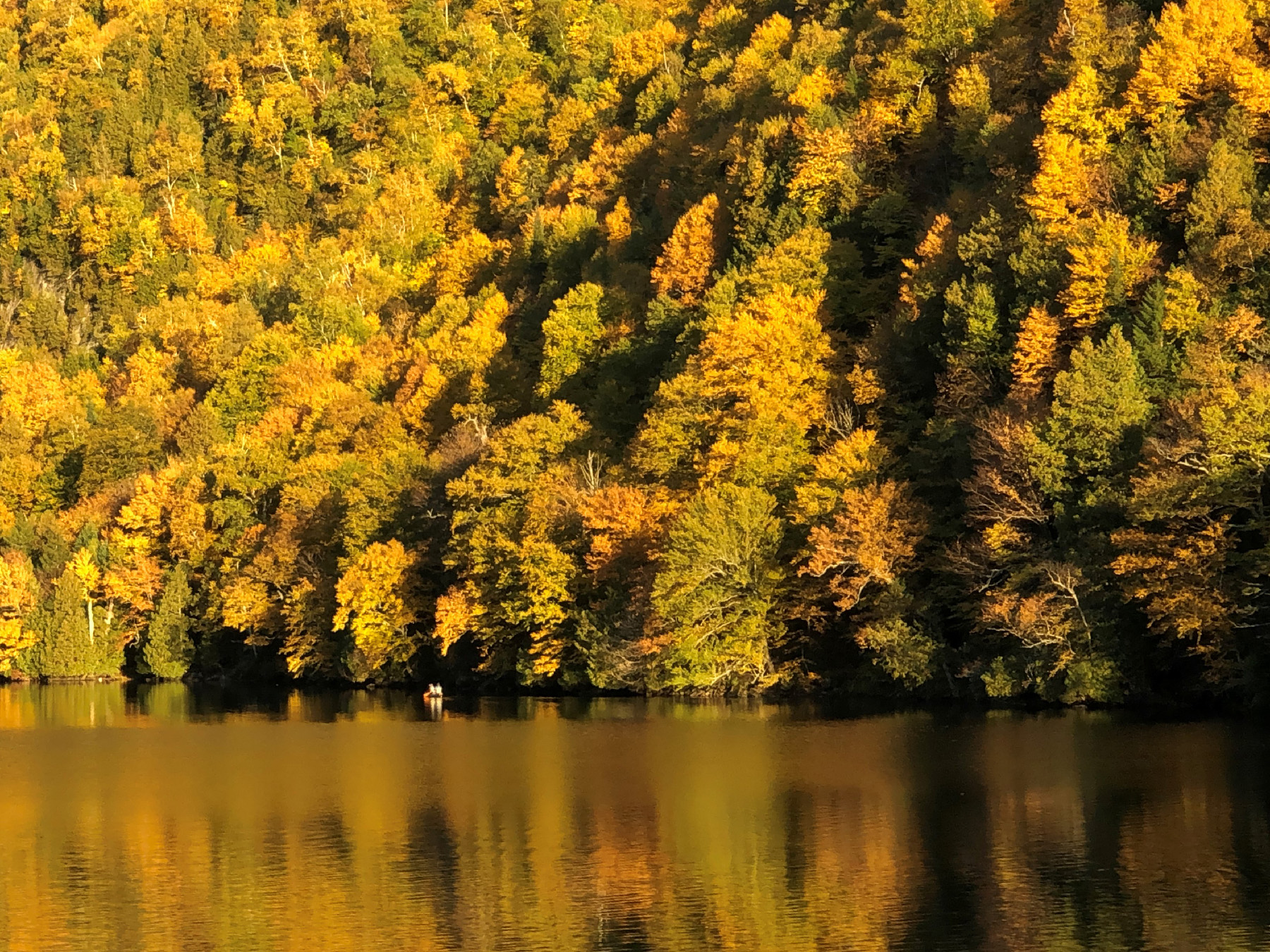 idyllic autumn scene of yellow trees over water