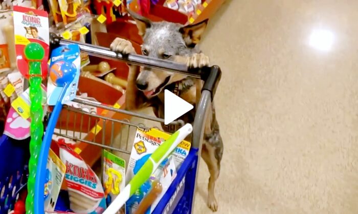 Well-Trained Dog Helps Owner With Everyday Chores