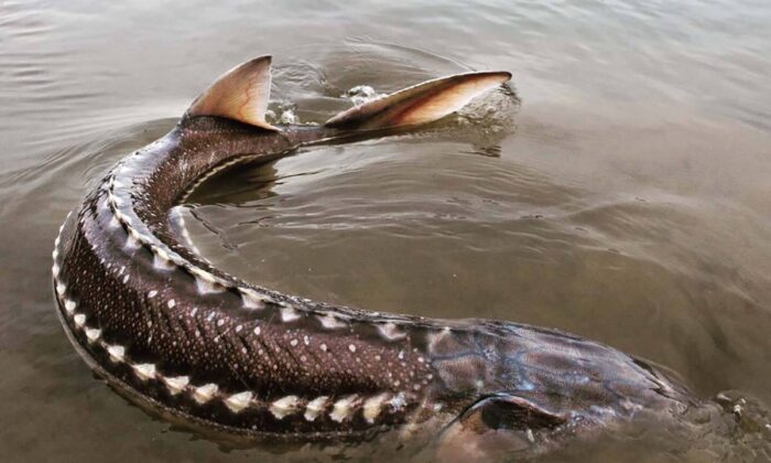 River Mystery: What Is Killing the Giant Sturgeon of BC’s Nechako River?