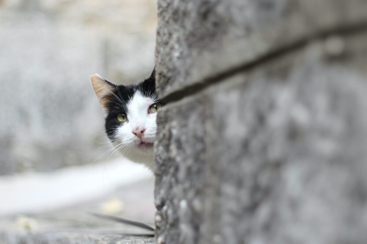 If your cat seems anxious, you can look for anything in their environment that might be causing them stress, or talk to your vet. (Sheldon Kennedy/Shutterstock)