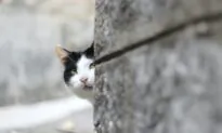 What is Cat Anxiety?