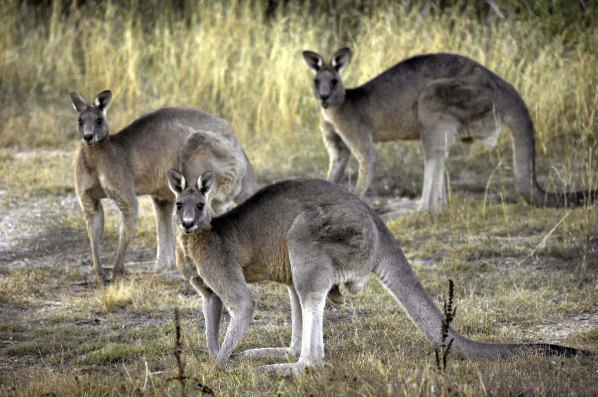 Grey kangaroos feed on grass near Canberra, Australia, on March 15, 2008. (Mark Graham/AP Photo)