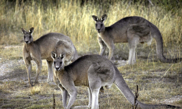 Ontario Regional Police Ask Public to Be on the Lookout for Escaped Kangaroo