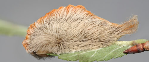 The Puss Caterpillar may look "fuzzy and cute," but packs a punch with stinging venom. (Courtesy, Donald Hall, professor emeritus, The University of Florida)
