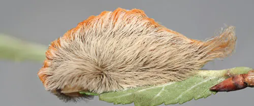Beware of Something Cute and Fuzzy in East Coast and Southern Trees–It Could Be Venomous