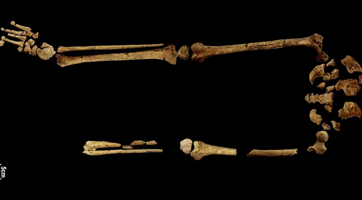 The skeleton with foot and lower left limb missing. (Photo courtesy of Dr Tim Maloney, Griffith University. Supplied to The Epoch Times by UWA)