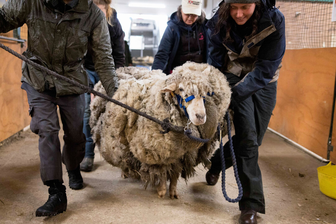 [Video] Lost Sheep Trapped in 57-Pound Fleece Saved From Death: ‘It Was ...