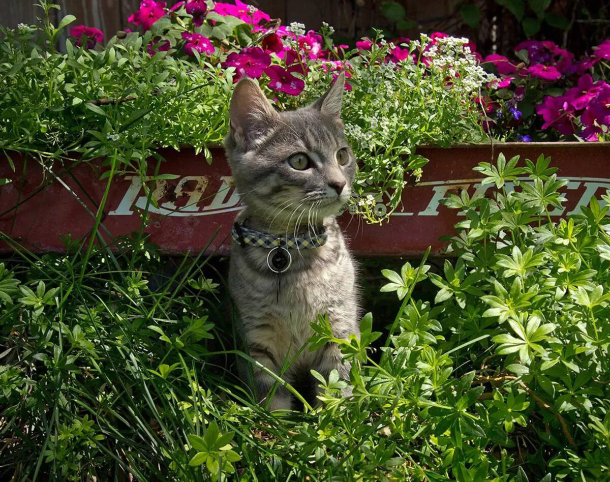 Ansel plays near his favorite backyard hiding spot. (Darin Oswald/Idaho Statesman/TNS)
