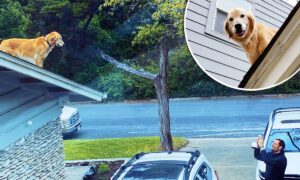 Golden Retriever Finds Out He Can Get Onto Roof, Spends His Days Greeting Passersby