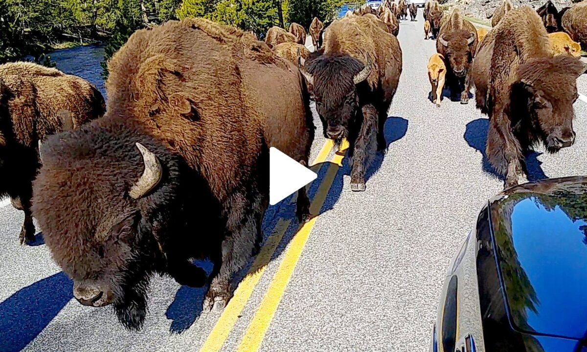 lucky-tourists-get-up-close-and-personal-with-large-herds-of-bison