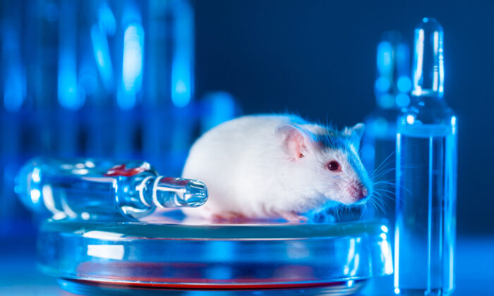 The Safety of Hundreds of Millions Hinge on Data From 8 Mice? 1 Major Risk of Omicron Boosters Can’t Be Ignored