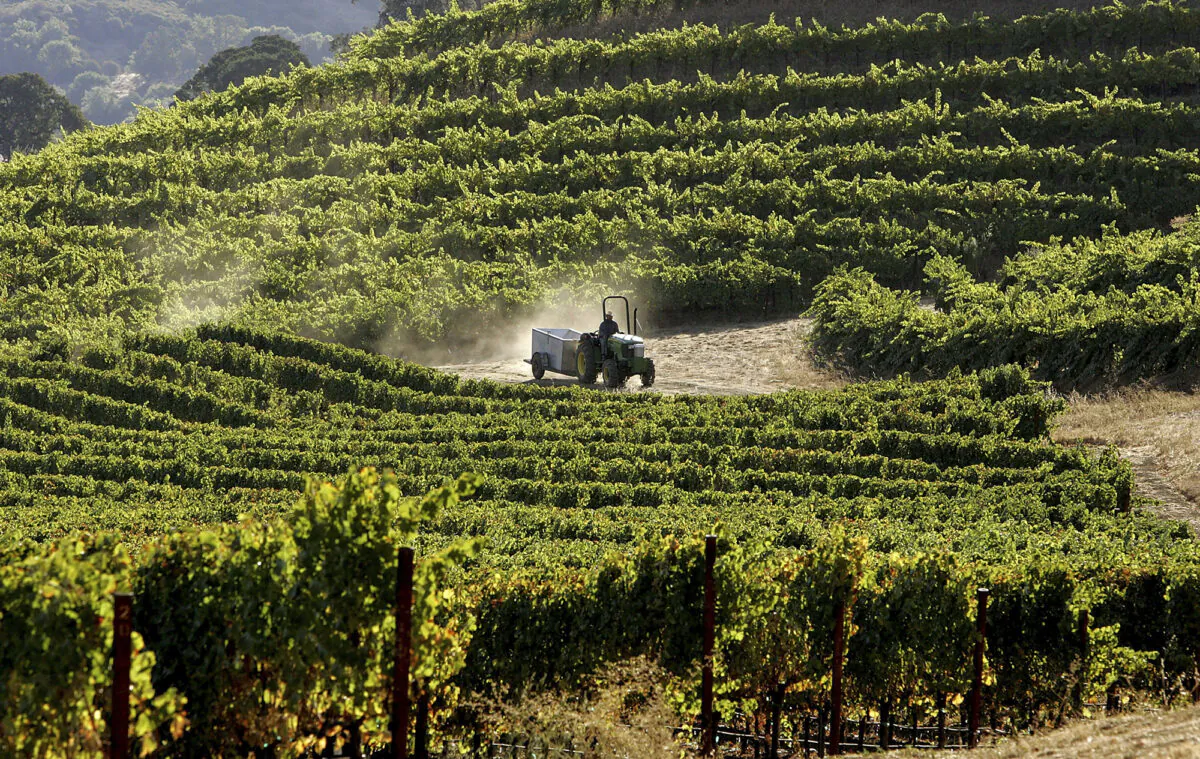 A soon-to-be-built winery in Goshen, New York, is expected to employ 55 permanent staff. File image of the vineyard at St. Supery Winery on Sept. 20, 2006 in Rutherford, California.  (Justin Sullivan/Getty Images)