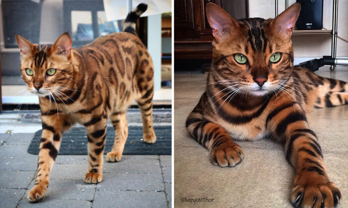 PHOTOS: Bengal Cat's Majestic Coat Makes Him Look Like Half Tiger and Half Leopard