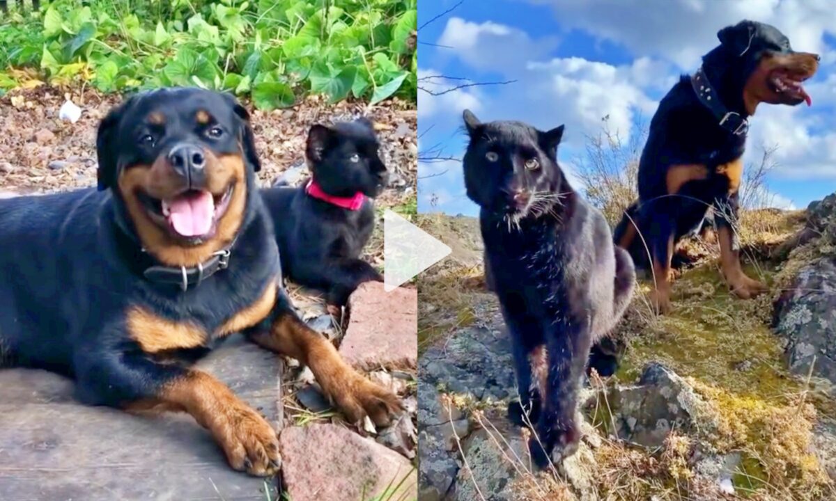 Rottweiler Und Panther Werden Beste Freunde – DRXKT