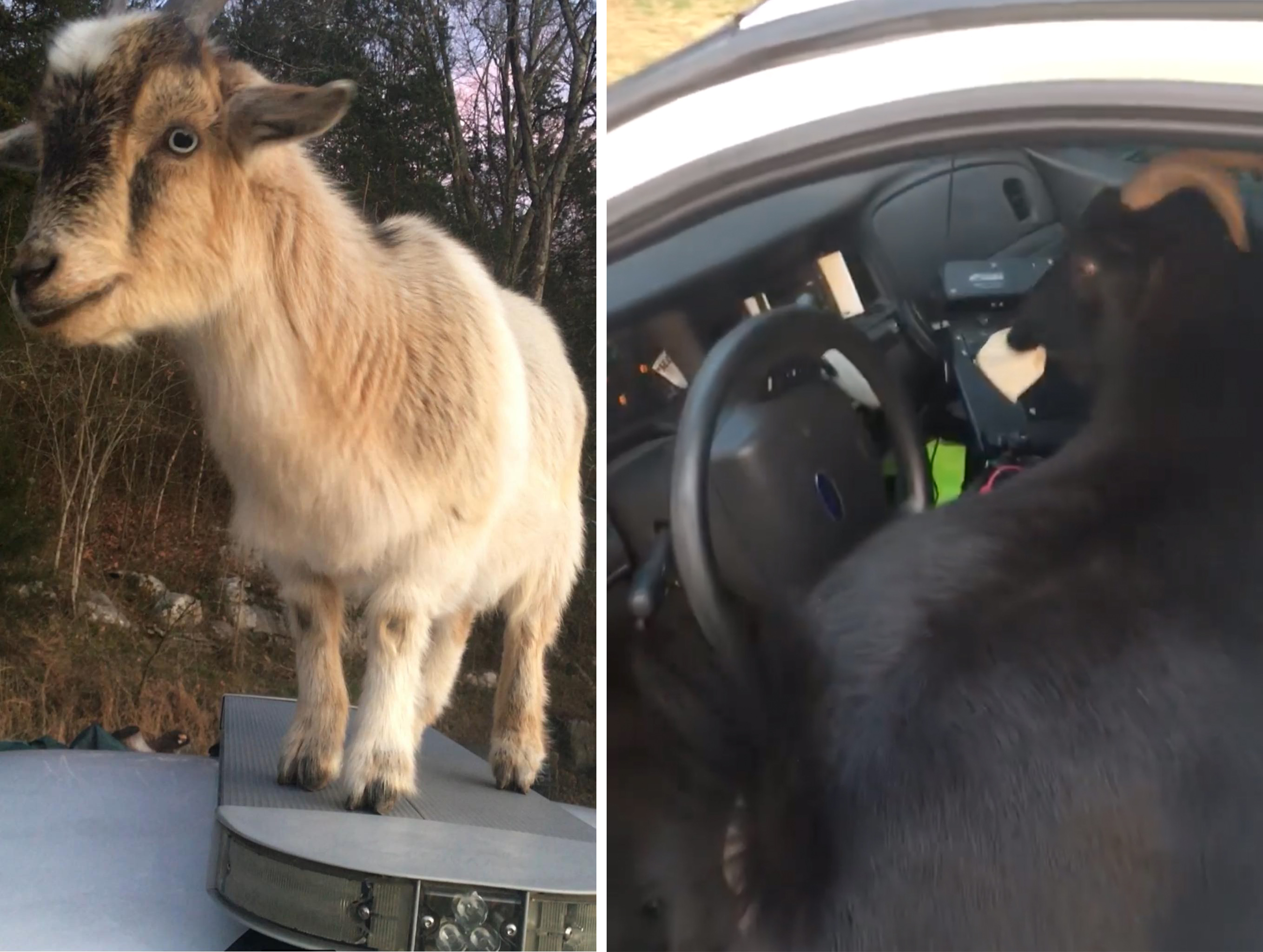 VIDEO: Deputy Leaves Car Door Open, Finds Goats on Roof, Inside Munching  Paperwork, 'Don't You Eat That!'
