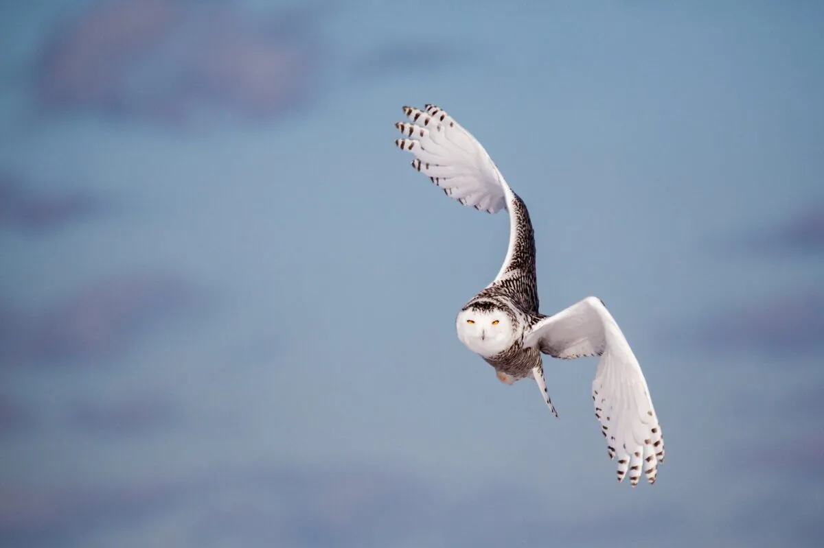 A snowy owl is seen in this undated handout photo near Fred Benson Town Beach, Rhode Island, U.S.A. (The Canadian Press/HO, Aleksandar Baba Vulic)
