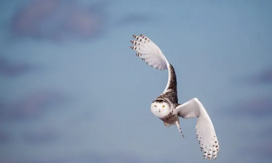 ‘Wow Factor’: Public Website Reveals Best-Yet Picture of Hundreds of Bird Migrations