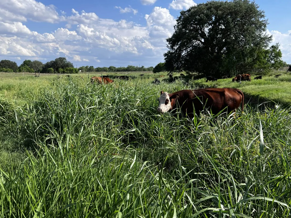 Cows grazing at the Hickok Ranch. (Courtesy of Hickok Hamburger)
