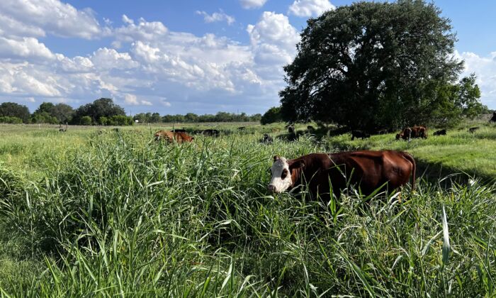 Cows grazing at the Hickok Ranch. (Courtesy of Hickok Hamburger)