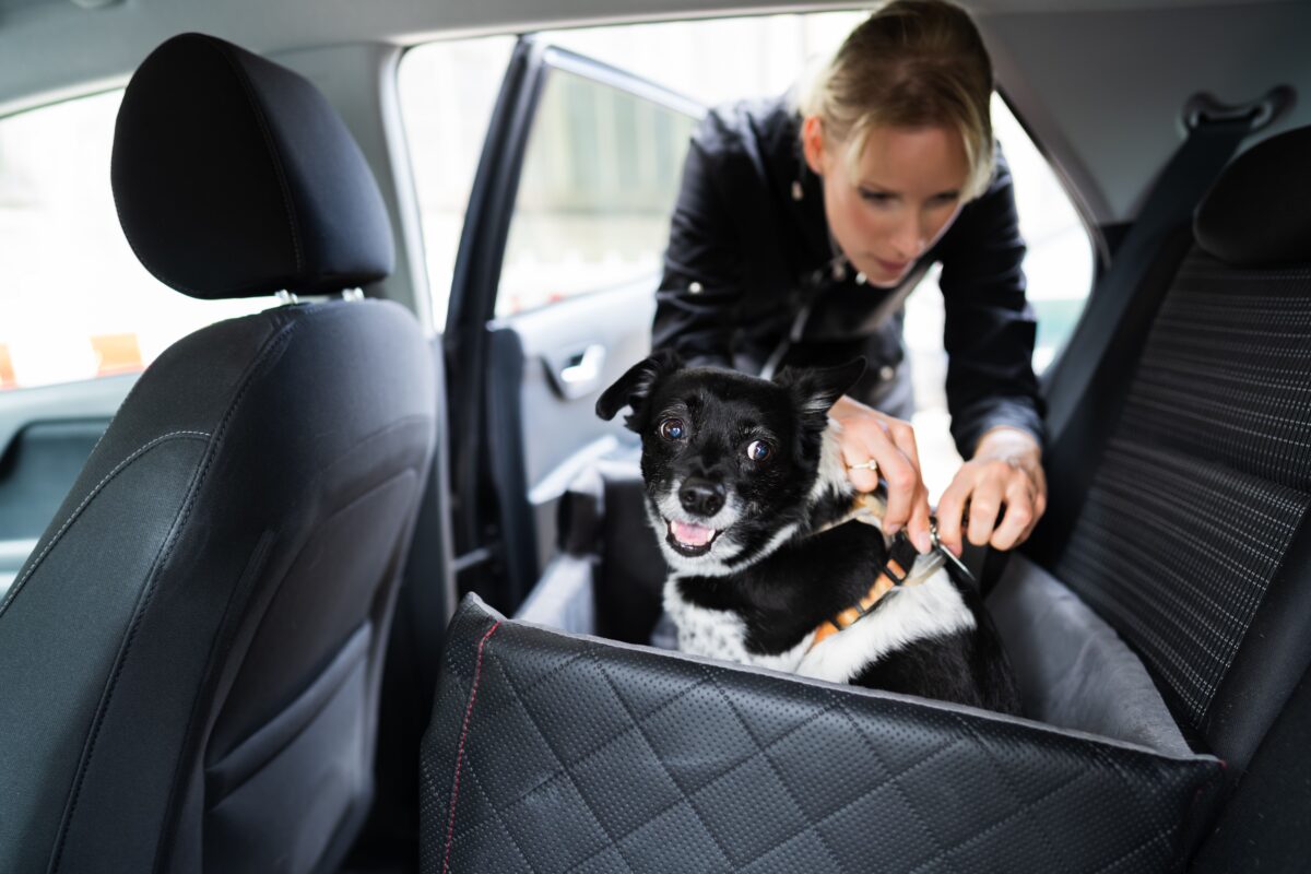 Making sure your dog is secure in the car can help prevent possible future injury of your pet and of people. (Andrey_Popov/Shutterstock)