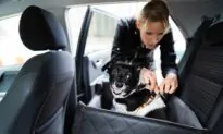 Your Pets Need an Emergency Plan, Too