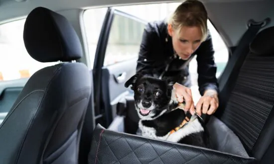 Your Pets Need an Emergency Plan, Too