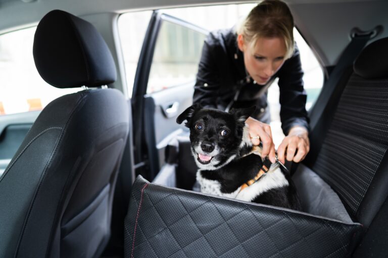 how can i secure my dog in the car