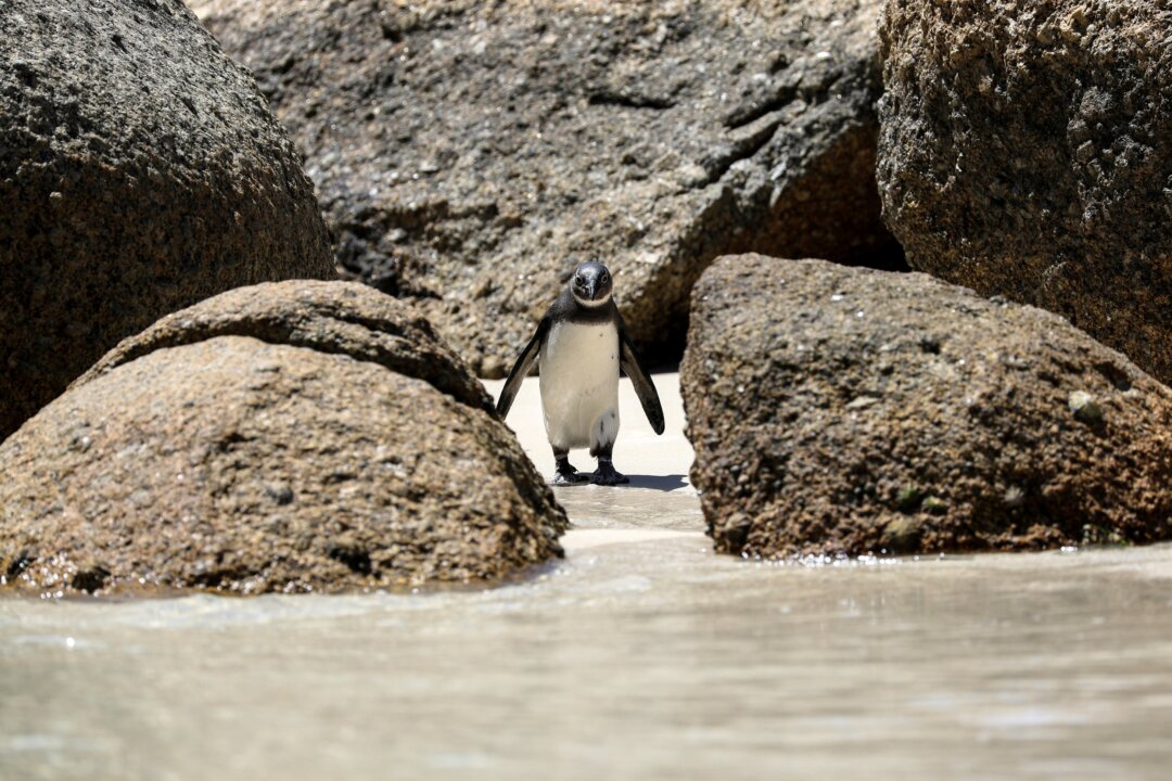 Endangered African penguin at Boulders Beach near Cape Town, South Africa, on Oct. 22, 2020. (Sumaya Hisham/Reuters)