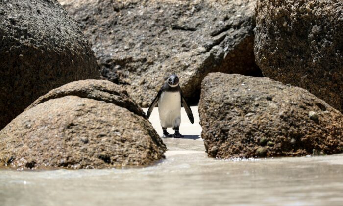 Endangered African penguin at Boulders Beach near Cape Town, South Africa, on Oct. 22, 2020. (Sumaya Hisham/Reuters)