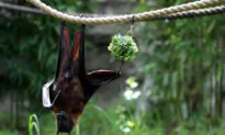 Second Rabid Bat Found in Orange County