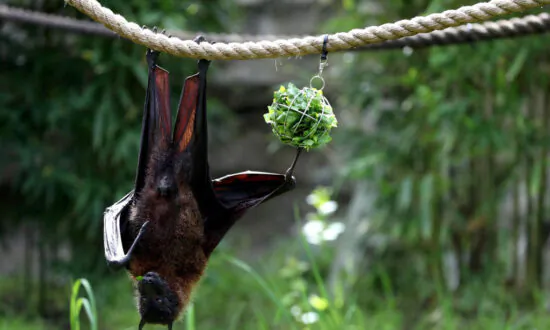 Second Rabid Bat Found in Orange County