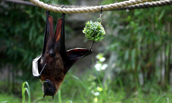 A effect   bat eats lettuce arsenic  it hangs from a enactment      during a down  the scenes interactive unrecorded  watercourse  from the Oakland Zoo successful  Oakland, Calif. connected  April 16, 2020. (Justin Sullivan/Getty Images)