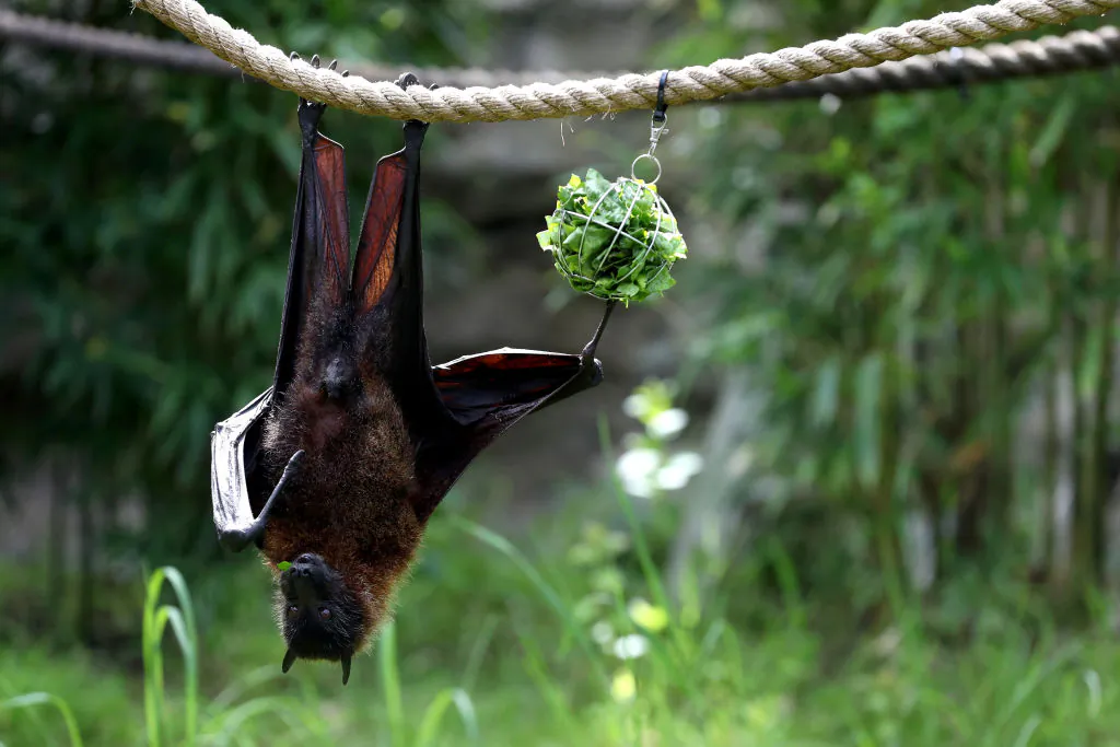 A fruit bat eats lettuce as it hangs from a rope during a behind the scenes interactive live stream from the Oakland Zoo in Oakland, Calif. on April 16, 2020. (Justin Sullivan/Getty Images)