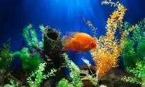 Aquatic Life: How To Set Up A Fun Freshwater Tank