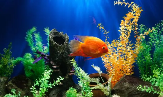 Aquatic Life: How To Set Up A Fun Freshwater Tank