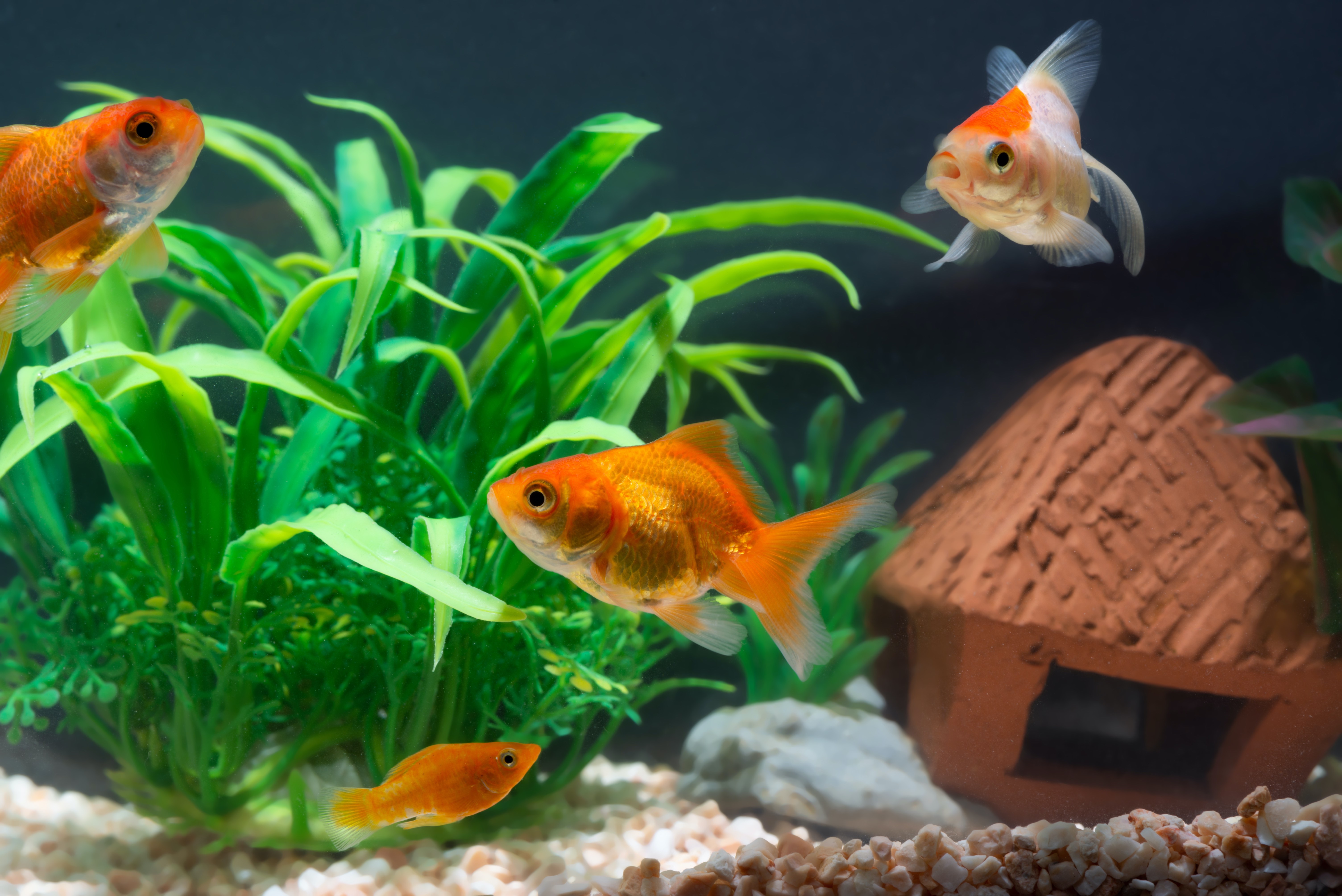 goldfish in freshwater tank
