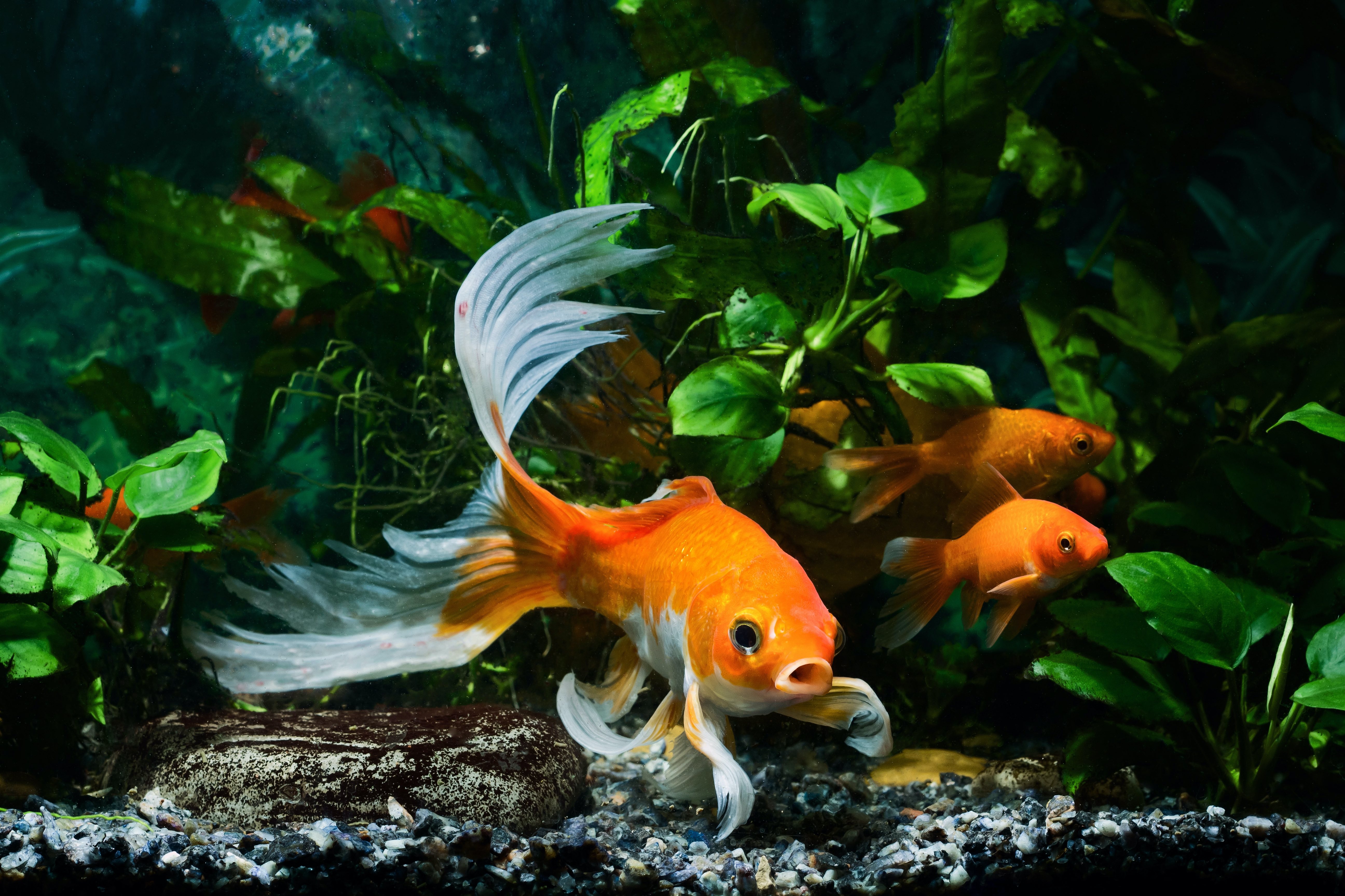 koi goldfish in an aquarium
