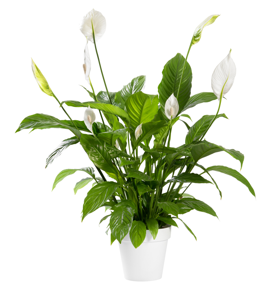 Potted,Spathiphyllum,Plant,With,Delicate,White,Flowers,With,Ornamental,Spathes