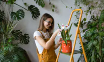 Beneficial Roommates: The Best Indoor Plants for Health and Wellness