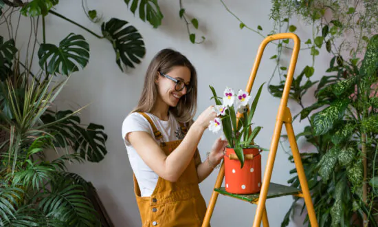 Beneficial Roommates: The Best Indoor Plants for Health and Wellness