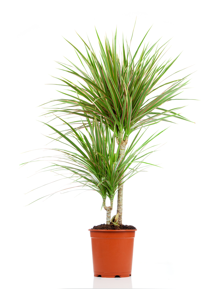 Dracaena,In,A,Pot,On,A,White,Background
